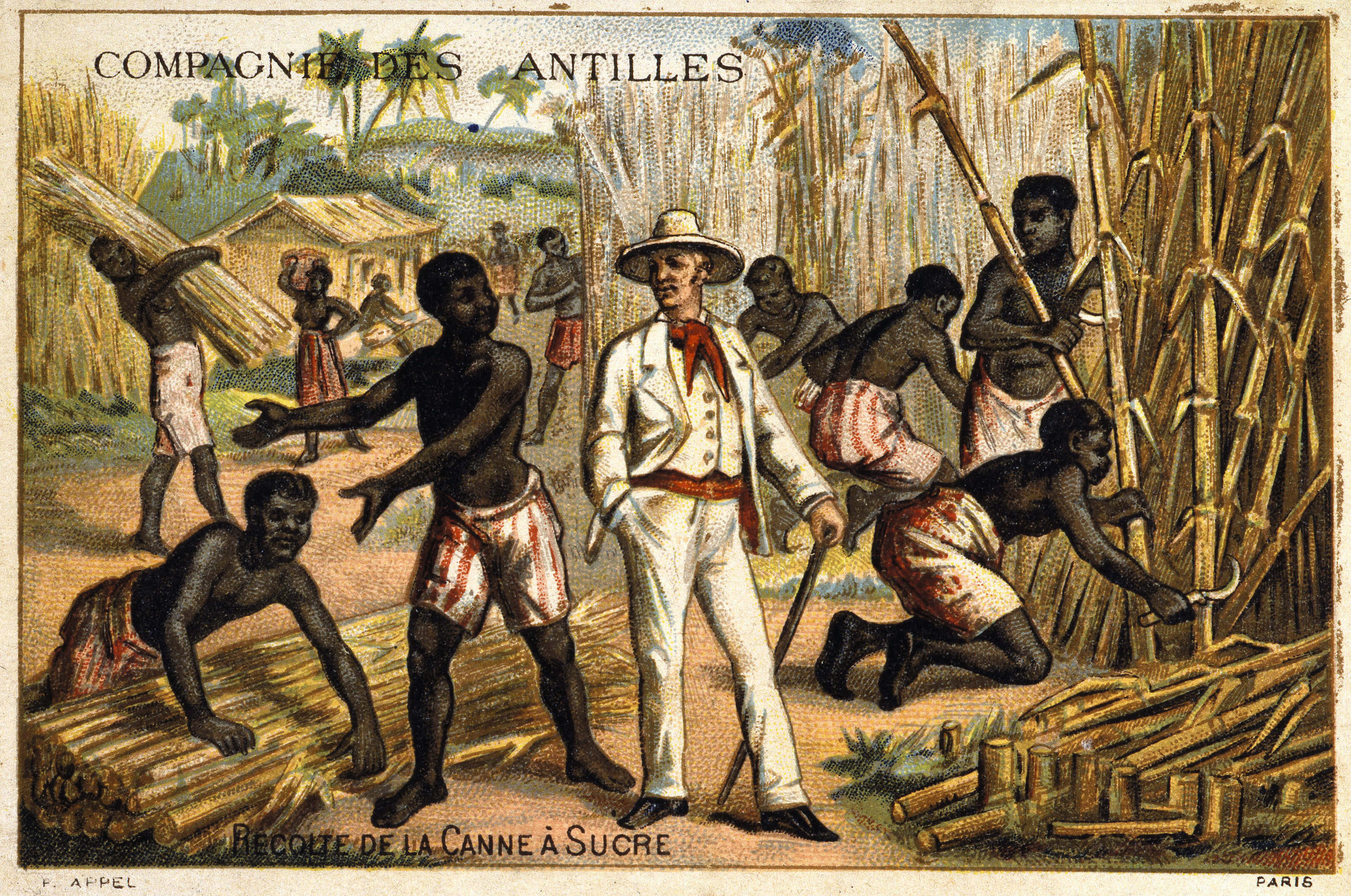 Zuckerrohrernte auf einer Plantage der Compagnie des Antilles, 19. Jhd.Foto: Imago Images / Kharbine-Tapabor