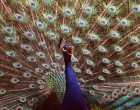 »Tiere machen bewusst Musik«