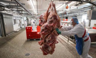 Nur ein verdammtes Stück Fleisch
